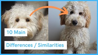 Labradoodle vs Australian Labradoodle  Similarities amp Differences [upl. by Akzseinga]