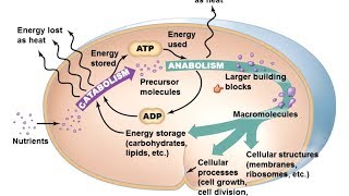 Microbiology of Microbial Metabolism [upl. by Ellenod]