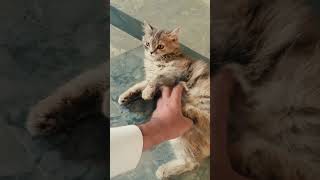 Cutie fruity 😻😻🐈🐈cat catlover youtubeshorts cutecat trendingshorts viralshorts shortsfeed [upl. by Elvin]