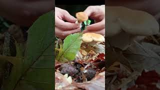 mushroom hunting in the forest with my dog Hydnum repandummushroom nature shorts dog [upl. by Davidde]