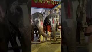 Srirangam temple elephant Andal talking so cute [upl. by Greenleaf]