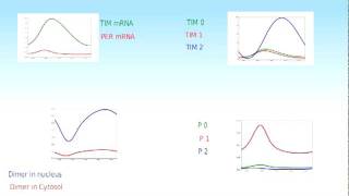 PERTIM Circadian Rhythm Model in Drosophila [upl. by Suravart560]