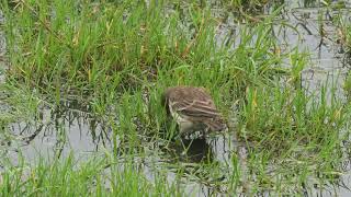 Two Water Pipits  Lancashire  November 2024 [upl. by Kwei]