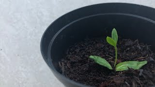 How to grow an olive tree from seed [upl. by Adnovad214]