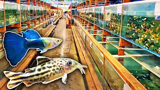 Unbelievable Fish Wholesaler  Super Rare Fish Giant Shrimp amp More [upl. by Ecinrev]