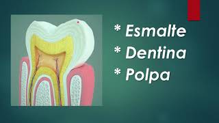 Anatomia Dental  Aula 01 [upl. by Claudianus]