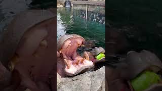 Hippos Get Watermelon Treats  Cincinnati Zoo shorts [upl. by Woodie521]