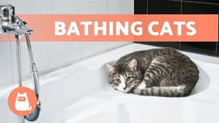 How OFTEN Should I BATHE a CAT 🐱🚿 Find out [upl. by Burns]