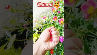 nature💚🏵️flowersflowers gardenflowersgarden gardeningbollywood hindisongnewsongmusic rap [upl. by Lirrad]