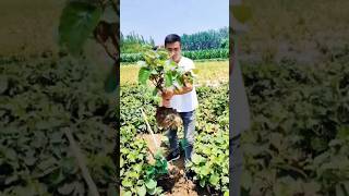 China Kiwi tree fruit shortvideo fruit trending kiwi [upl. by Suolkcin]