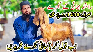 Gulabi Goats Farm Exclusive Offer for Qurbani Lovers  Cattle Market Karachi  Bakra Eid 2024 [upl. by Leirad]