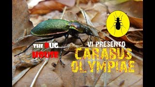 Vi presento il Carabo di Olimpia Carabus olympiae [upl. by Kalil]