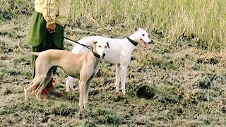 Saluki and greyhound cross whippet two beautiful female dogs [upl. by Burroughs]