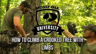 How to Climb a Crooked Tree with Limbs [upl. by Didier]