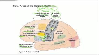 Neurophysiology  Cortical and brainstem motor function [upl. by Hairahcez]