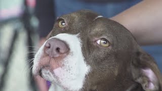 Oregon Humane Society reintroduces walkin adoptions at Portland campus [upl. by Nam305]