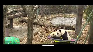 Wolong Grove Panda Cam [upl. by Helbonnas]