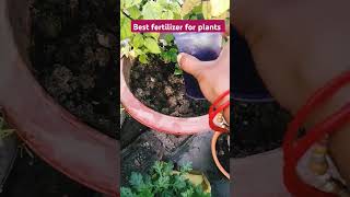 Best organic fertilizer for plants fertilizer gardening youtube shortsvideo [upl. by Amin]