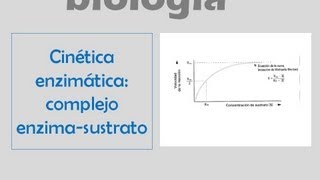 Cinética enzimática formación del complejo enzima  sustrato [upl. by Oigolue254]