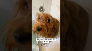 Dont BLOW OUT dogs ears havanese redhavanese doggroomingtips dogsafety [upl. by Hilda56]