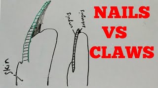 DIFFERENCE BETWEEN CLAWS AND NAILS  NAILS VS CLAWS  ZOOLOGY [upl. by Ayvid]