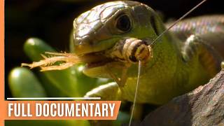 The Fascinating World of Insects  Full Documentary [upl. by Tips]