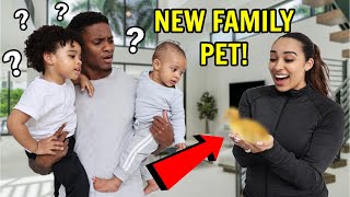 I SURPRISED My Family With A NEW Family Pet They Had No Idea [upl. by Nonnac]