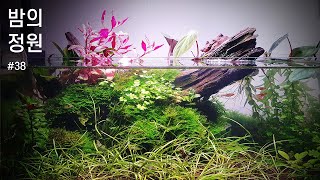 밤의 정원 리파리움  Shallow Aquascape  Medaka Pond  Paludarium  Riparium [upl. by Enuj]