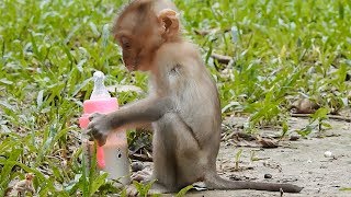 New Baby Monkey Drinking Baby Milk So Pity Daily Monkeys Man 609 [upl. by Einhapets]