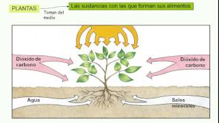 Nutrición de los seres vivos [upl. by Barthelemy359]