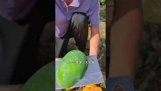 Satisfying fresh fruit farm mango apple fruit shorts [upl. by Aicena44]