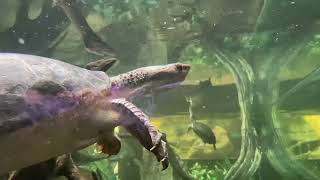 Zoo Animals Part 67 The Southern New Guinea Snapping Turtle [upl. by Anneh]