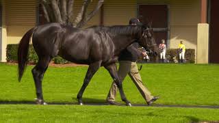 Brutal  2020 Stallion Parade [upl. by Dryfoos]