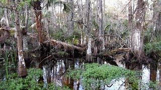 Wet Hiking  Dupuis Wildlife Management Area PBC FL [upl. by Buddy985]