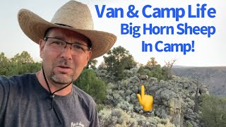 Van Life Camping Big Horn Sheep Visit My Camp in New Mexico camping rockymountains travelvlog [upl. by Solim]