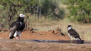 White headed vulture and African hawk eagle at a waterhole [upl. by Farver]