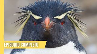 Maravillas de la familia de los pingüinos  Episodio Completo en Español [upl. by Kayley40]