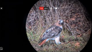 BZ 113024  W Does Some Late Night Hunting Along Judd Falls [upl. by Amber]