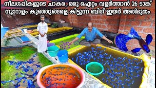 Blue BigEar ഗപ്പികൾ മാത്രം നൂറോളം Babies കിട്ടും ഗപ്പികളിലെ അൽഭുതം  Big Ear Purple Burry Farm [upl. by Airuam]