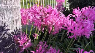 Nerine bowdenii Says Merry Christmas [upl. by Haddad]