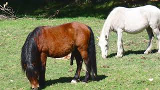 Cavalos selvagens  macho Garrano em época de acasalamento  PN Peneda Gerês P1080157 YT [upl. by Ahs]