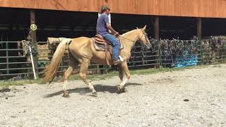 Sold 142 15 yr old 153HH palomino TWH mare 1050 Deadline 9624 [upl. by Mich258]