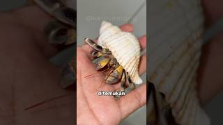 Kalian udah punya kelomang jenis apa aja hermitcrabs kepiting kelomang animals crab [upl. by Harlamert]