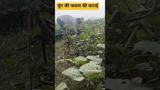 मूंग की फसल की कटाई  moong  farming  agriculture [upl. by Rattan]