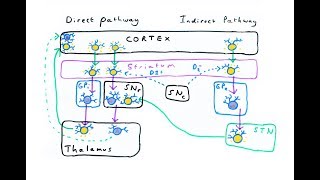 The Basal Ganglia  Direct and Indirect Pathways [upl. by Dimo]