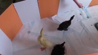 clicker training ducklings  Pekin Black swedish and Cayuga [upl. by Aninep]