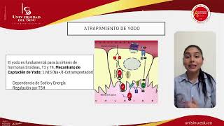 SEMINARIO ENDOCRINÓLOGIA GLÁNDULA TIROIDEA [upl. by Livvy]