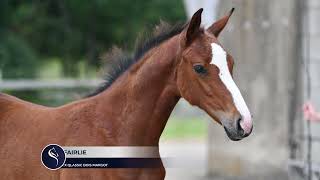 OLY FAIRLIE URICAS VD KATEVENNEN x QLASSIC BOIS MARGOT [upl. by Pearse304]