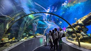 Sealife Centre Blackpool underwater tunnel walk through [upl. by Per276]