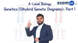 Genetics Dihybrid Genetic Diagrams Part 1  ALevel Biology [upl. by Kellsie440]